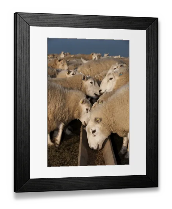 Framed Print : Domestic Sheep, Welsh ewes, flock feeding on supplement feed from trough, England, march Framed Print : Domestic Sheep, Welsh ewes, flock feeding on supplement feed from trough, England, march