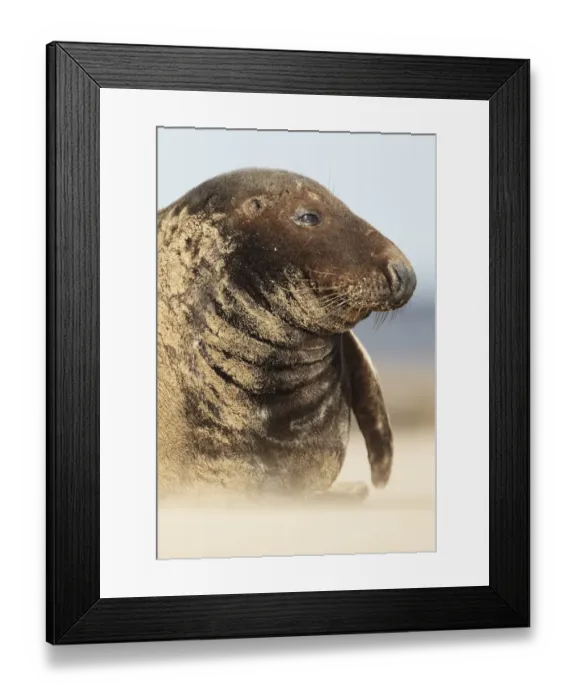 Framed Print : Grey Seal (Halichoerus grypus) immature, close-up of head, resting on beach in sandstorm, Lincolnshire, England Framed Print : Grey Seal (Halichoerus grypus) immature, close-up of head, resting on beach in sandstorm, Lincolnshire, England