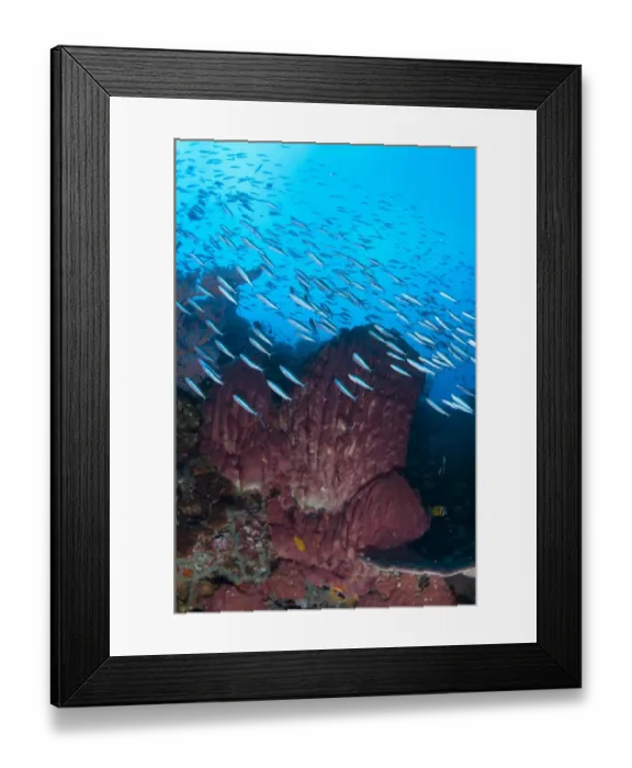 Framed Print : Bluestreak Fusilier (Pterocaesio tile) adults, shoal swimming around Barrel Sponge (Xestospongia testudinaria) in reef habitat, Gunung Api, Banda Sea, Indonesia Framed Print : Bluestreak Fusilier (Pterocaesio tile) adults, shoal swimming around Barrel Sponge (Xestospongia testudinaria) in reef habitat, Gunung Api, Banda Sea, Indonesia