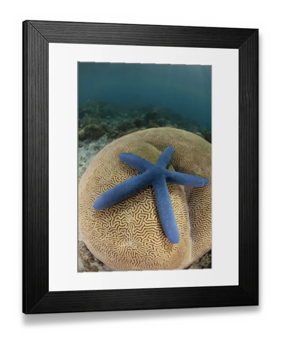 Framed Print : Blue Starfish (Linckia laevigata) adult, on brain coral, Pantar Island, Alor Archipelago, Lesser Sunda Islands, Indonesia Framed Print : Blue Starfish (Linckia laevigata) adult, on brain coral, Pantar Island, Alor Archipelago, Lesser Sunda Islands, Indonesia