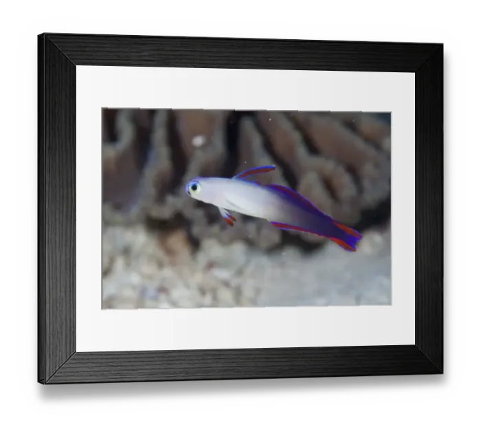 Framed Print : Decorated Dartfish (Nemateleotris decora) adult, swimming in reef, Hatta, near Bandaneira, near Ambon Island, Maluku Islands, Banda Sea, Indonesia