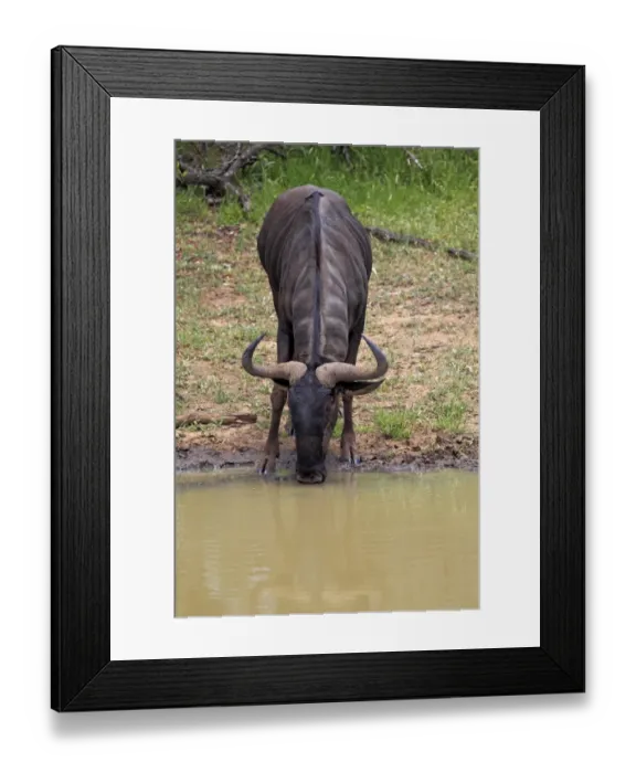 Framed Print : Blue Wildebeest (Connochaetus taurinus) adult, drinking at waterhole, Sabi Sabi Game Reserve, Kruger N. P. South Africa
