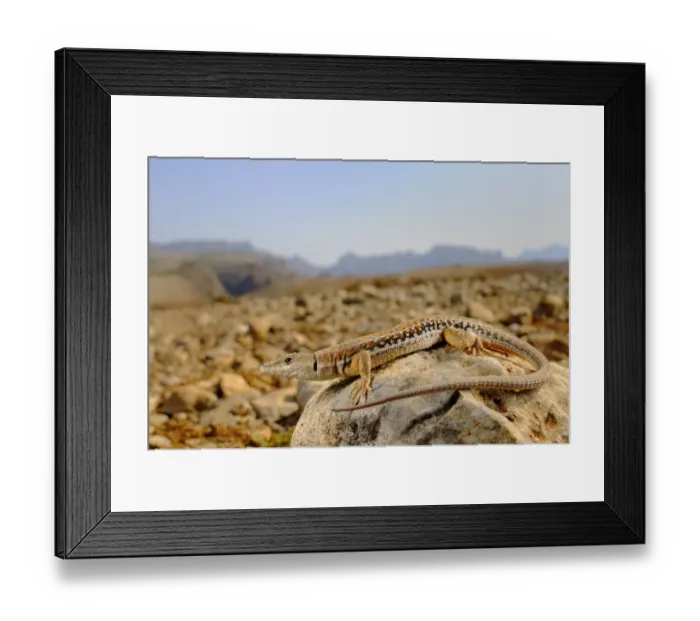 Framed Print : Socotran Wall Lizard (Mesalina balfouri) adult, resting on rock in desert habitat, Socotra, Yemen, march