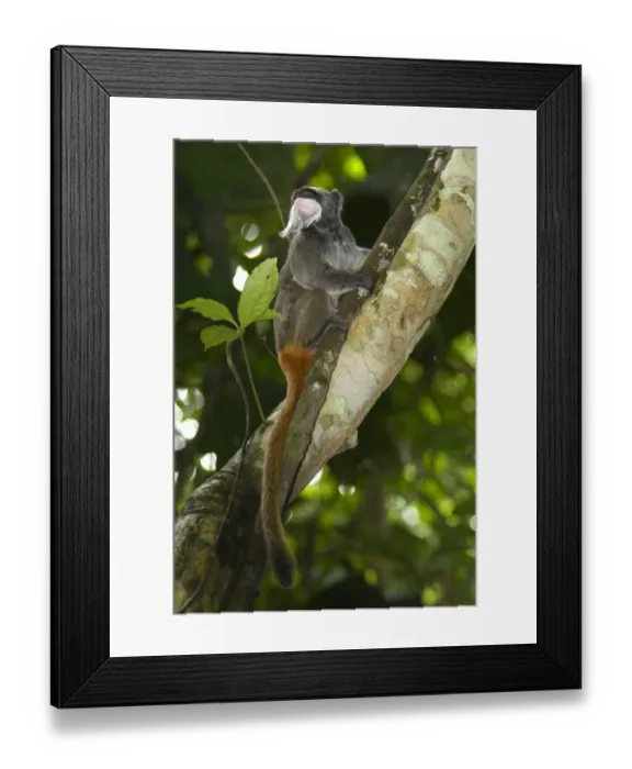 Framed Print : Bearded Emperor Tamarin (Saguinus imperator subgrisescens) adult, sitting in tree, Los Amigos Biological Station, Madre de Dios, Amazonia, Peru Framed Print : Bearded Emperor Tamarin (Saguinus imperator subgrisescens) adult, sitting in tree, Los Amigos Biological Station, Madre de Dios, Amazonia, Peru
