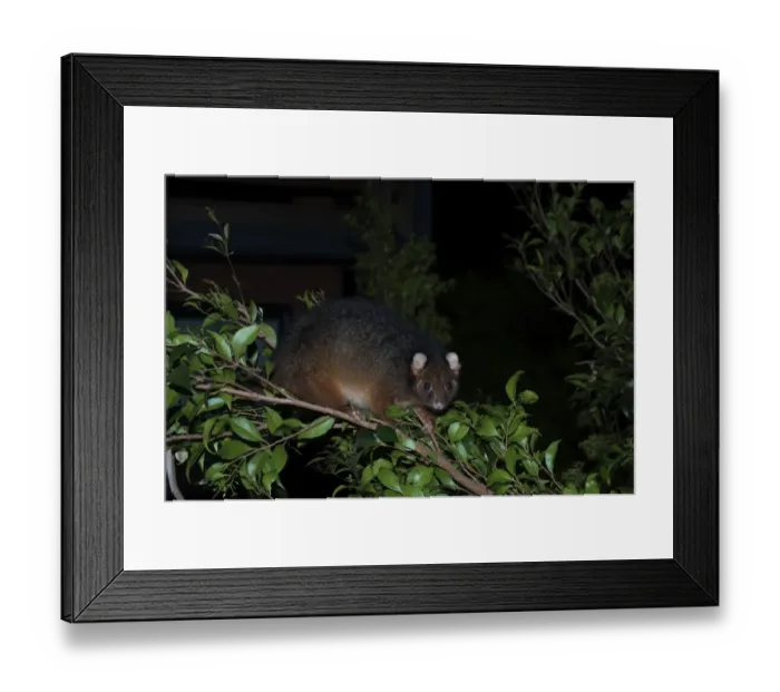 Framed Print : Common Ringtail Possum (Pseudocheirus peregrinus) adult, climbing on branch at night, Queensland, Australia Framed Print : Common Ringtail Possum (Pseudocheirus peregrinus) adult, climbing on branch at night, Queensland, Australia