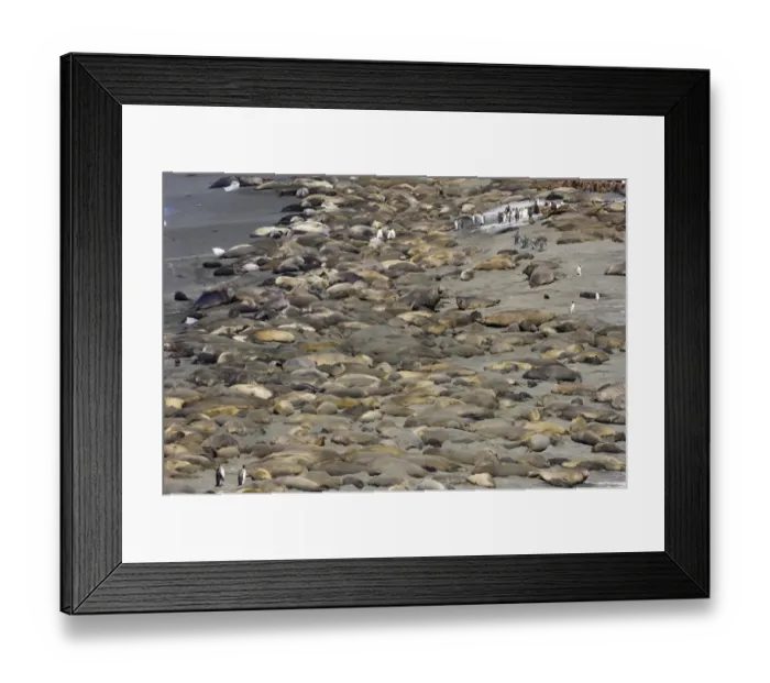 Framed Print : Southern Elephant-seal (Mirounga leonina) and King Penguin (Aptenodytes patagonicus) colony on beach, Gold Harbour, South Georgia, november Framed Print : Southern Elephant-seal (Mirounga leonina) and King Penguin (Aptenodytes patagonicus) colony on beach, Gold Harbour, South Georgia, november
