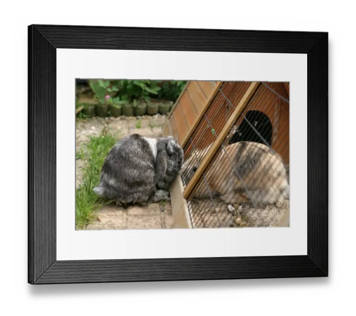 Framed Print : Domestic Rabbit, two adults, interacting through wire of garden run, England, july Framed Print : Domestic Rabbit, two adults, interacting through wire of garden run, England, july