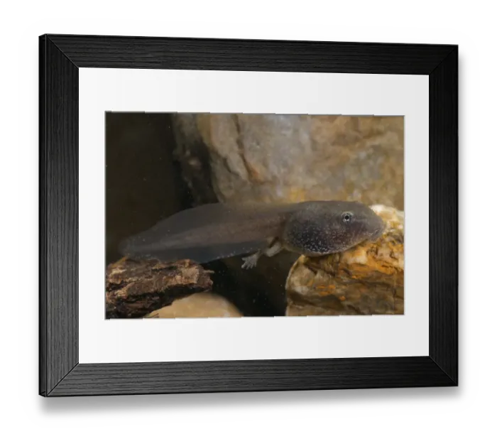 Framed Print : Italian Stream Frog (Rana italica) tadpole, underwater, Italy, july Framed Print : Italian Stream Frog (Rana italica) tadpole, underwater, Italy, july