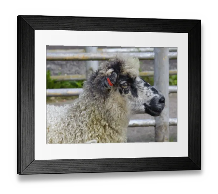 Framed Print : Domestic Sheep, Masham ewe, with ear tag, close-up of head, in pen at market, Holmfirth Livestock Market, Yorkshire, England, october Framed Print : Domestic Sheep, Masham ewe, with ear tag, close-up of head, in pen at market, Holmfirth Livestock Market, Yorkshire, England, october