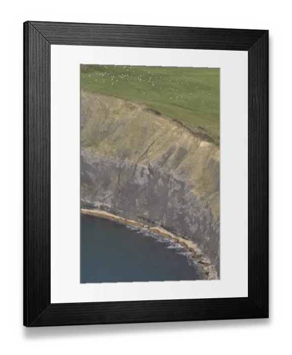Framed Print : Domestic Sheep, flock grazing on clifftop pasture, with steep cliffs and rocky shoreline, near Chapmans Pool, Dorset, England, november Framed Print : Domestic Sheep, flock grazing on clifftop pasture, with steep cliffs and rocky shoreline, near Chapmans Pool, Dorset, England, november