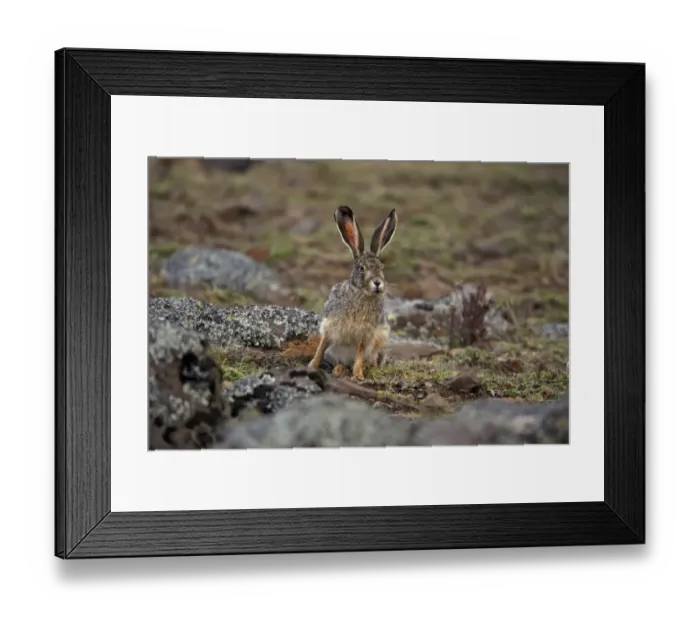 Framed Print : Starck's Hare (Lepus starcki) adult, sitting in afro-alpine moorland, Bale Mountains, Oromia, Ethiopia