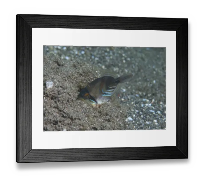 Framed Print : Blackbar Triggerfish (Rhinecanthus aculeatus) juvenile, burying in sand, Reta Island, Alor Archipelago, Lesser Sunda Islands, Indonesia Framed Print : Blackbar Triggerfish (Rhinecanthus aculeatus) juvenile, burying in sand, Reta Island, Alor Archipelago, Lesser Sunda Islands, Indonesia