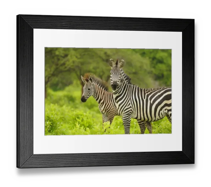 Framed Print : Common Zebra (Equus quagga) adult female with foal, standing in vegetation, Ruaha N. P. Tanzania Framed Print : Common Zebra (Equus quagga) adult female with foal, standing in vegetation, Ruaha N. P. Tanzania