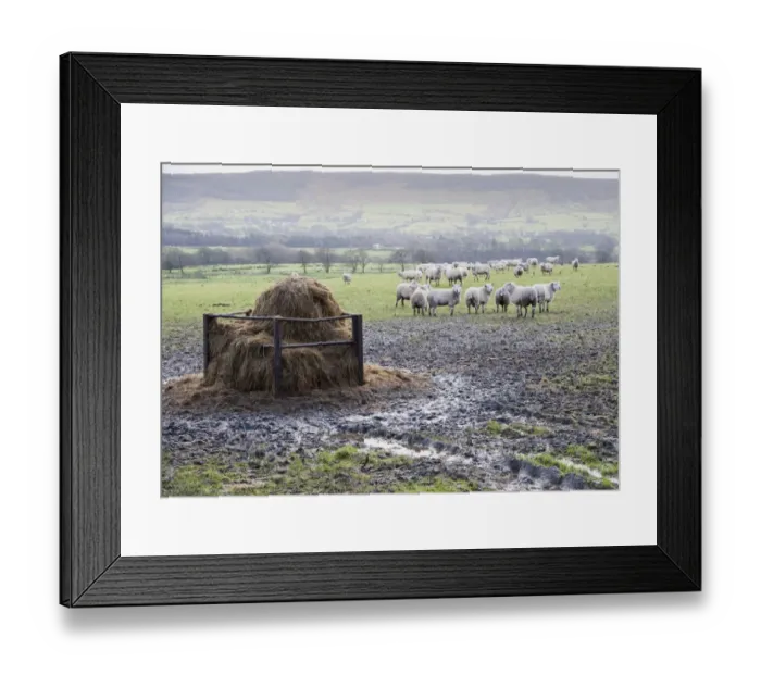 Framed Print : Domestic Sheep, flock, standing in muddy pasture near feeder, Lancashire, England, january Framed Print : Domestic Sheep, flock, standing in muddy pasture near feeder, Lancashire, England, january
