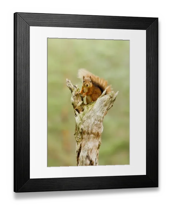 Framed Print : Eurasian Red Squirrel (Sciurus vulgaris) adult, sitting on dead branch in pine forest, Scotland, october Framed Print : Eurasian Red Squirrel (Sciurus vulgaris) adult, sitting on dead branch in pine forest, Scotland, october