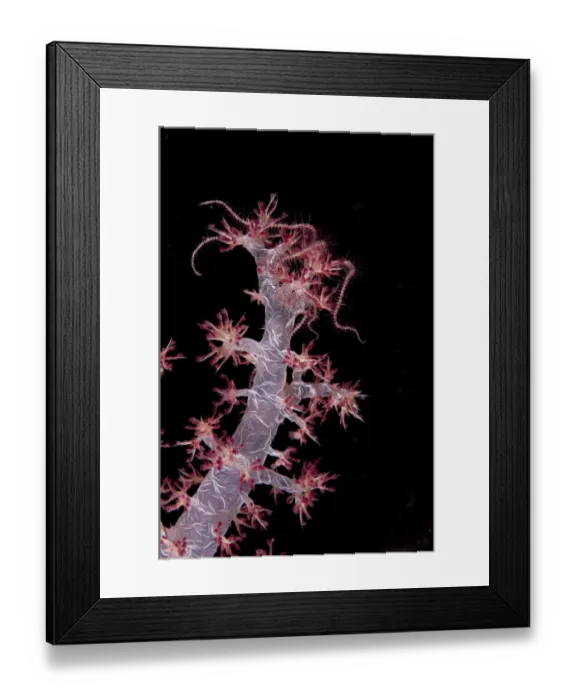 Framed Print : Brittlestar (Ophiuroidea sp. ) adult, on Soft Glomerate Tree Coral (Dendronephthya sp. ) in reef at night, Tutuntute, Wetar Island, Barat Daya Islands, Lesser Sunda Islands, Maluku Province, Indonesia