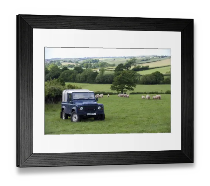 Framed Print : Land Rover in pasture with sheep flock, Devon, England, may Framed Print : Land Rover in pasture with sheep flock, Devon, England, may