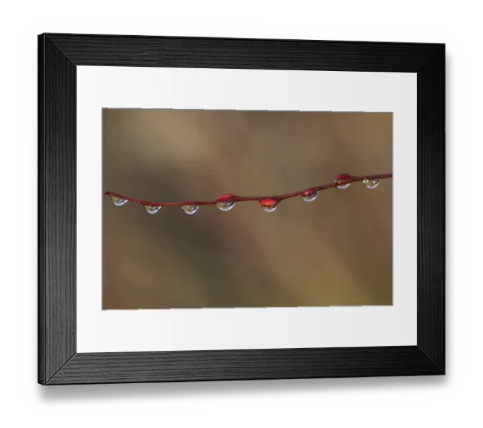 Framed Print : Water droplets on twig, Scotland, february Framed Print : Water droplets on twig, Scotland, february