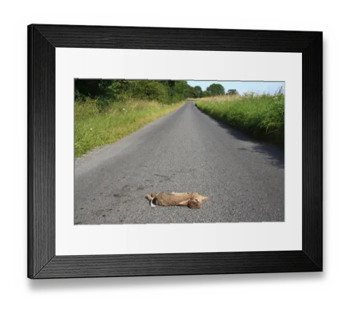 Framed Print : European Rabbit (Oryctolagus cuniculus) dead adult, killed on rural lane, South Lopham, Norfolk, England, august