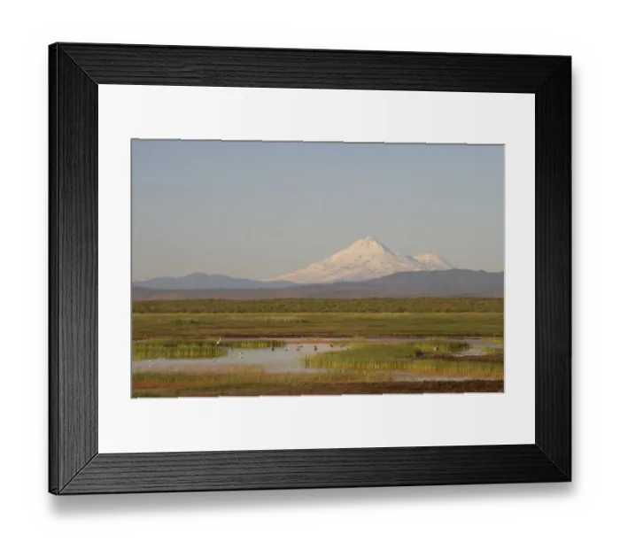 Framed Print : View of marshland habitat with distant mountain, Mount Shasta, Klamath N. W. R. California, U. S. A Framed Print : View of marshland habitat with distant mountain, Mount Shasta, Klamath N. W. R. California, U. S. A