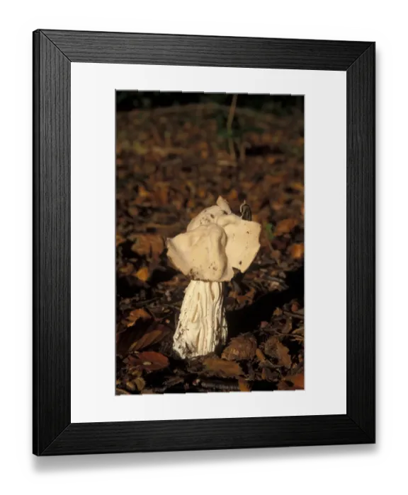 Framed Print : White Saddle (Helvella crispa)