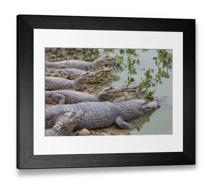 Framed Print : Paraguayan Caiman (Caiman yacare) adult and immatures, group resting on shore, Pantanal, Mato Grosso, Brazil Framed Print : Paraguayan Caiman (Caiman yacare) adult and immatures, group resting on shore, Pantanal, Mato Grosso, Brazil