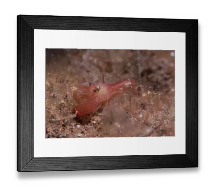 Framed Print : Algae-tube Snapping Shrimp (Alpheus frontalis) adult, resting on reef, Seraya Beach Resort, Bali, Lesser Sunda Islands, Indonesia Framed Print : Algae-tube Snapping Shrimp (Alpheus frontalis) adult, resting on reef, Seraya Beach Resort, Bali, Lesser Sunda Islands, Indonesia