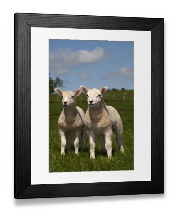 Framed Print : Domestic Sheep, Texel crossbred, two lambs, standing in pasture, England, may Framed Print : Domestic Sheep, Texel crossbred, two lambs, standing in pasture, England, may