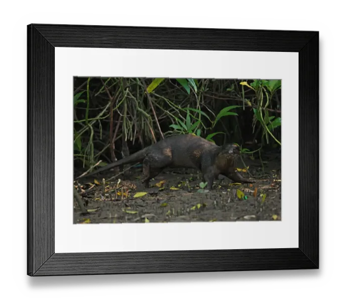 Framed Print : Oriental Small-clawed Otter (Aonyx cinerea) adult, running through mangroves, Krabi, Thailand, february Framed Print : Oriental Small-clawed Otter (Aonyx cinerea) adult, running through mangroves, Krabi, Thailand, february