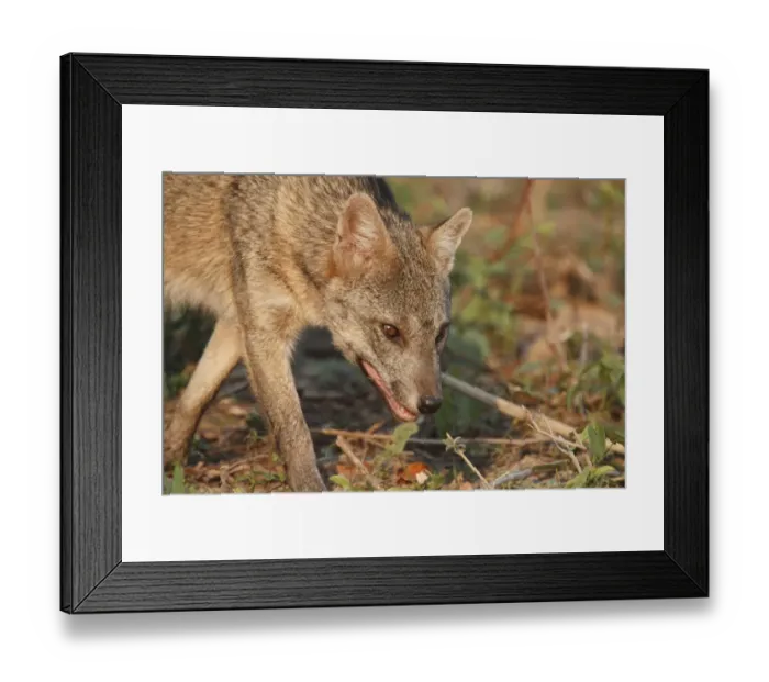 Framed Print : Crab-eating Zorro (Cerdocyon thous) adult, close-up of head, Pantanal, Mato Grosso, Brazil