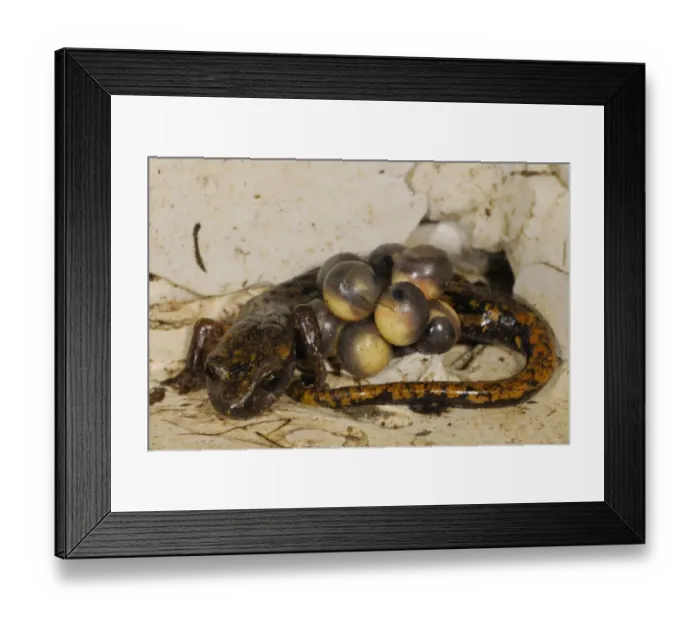 Framed Print : Strinati's Cave Salamander (Speleomantes strinatii) adult female, guarding eggs during development, embryos with visible eyes, Italy, july Framed Print : Strinati's Cave Salamander (Speleomantes strinatii) adult female, guarding eggs during development, embryos with visible eyes, Italy, july