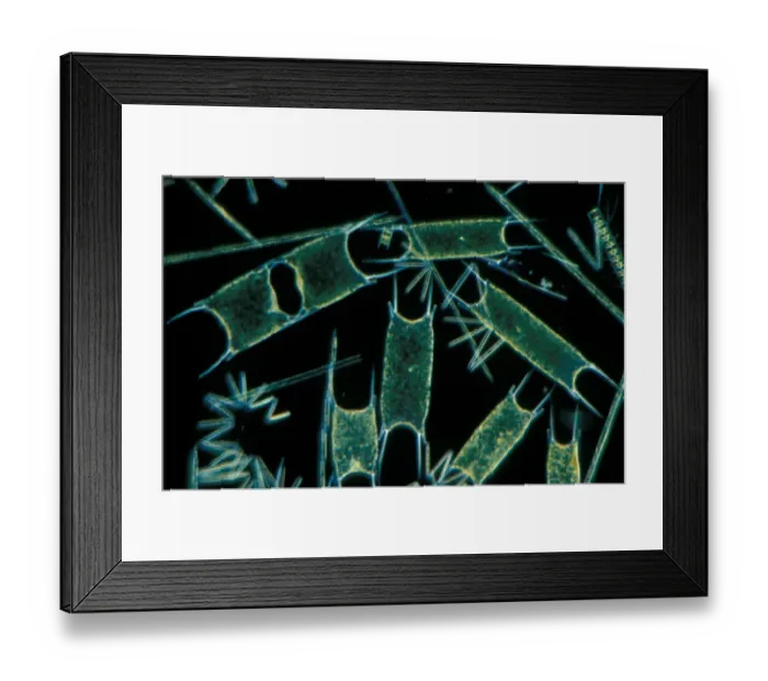 Framed Print : Plankton - x 30 Phytoplankton: Various species of diatom eps. Biddilphia sinensis Framed Print : Plankton - x 30 Phytoplankton: Various species of diatom eps. Biddilphia sinensis