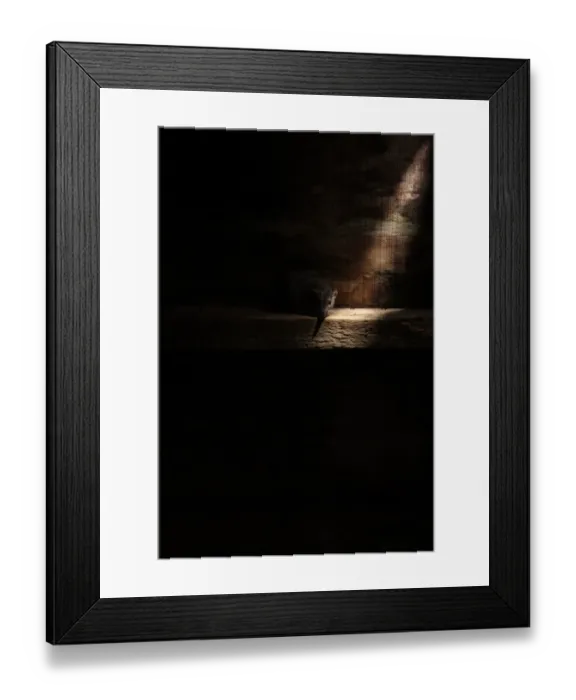 Framed Print : Brown Rat (Rattus norvegicus) adult, standing in shaft of light, England, august (captive) Framed Print : Brown Rat (Rattus norvegicus) adult, standing in shaft of light, England, august (captive)