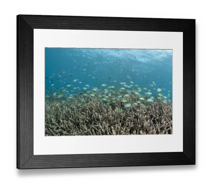 Framed Print : Green Chromis Damselfish (Chromis viridis) school, swimming over Hard Coral (Acropora sp. ), Tugu, Nusa Penida, Bali, Lesser Sunda Islands, Indonesia Framed Print : Green Chromis Damselfish (Chromis viridis) school, swimming over Hard Coral (Acropora sp. ), Tugu, Nusa Penida, Bali, Lesser Sunda Islands, Indonesia