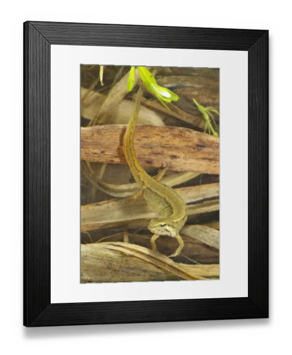 Framed Print : Smooth Newt (Lissotriton vulgaris) adult female, on dead leaves underwater, Italy, april Framed Print : Smooth Newt (Lissotriton vulgaris) adult female, on dead leaves underwater, Italy, april