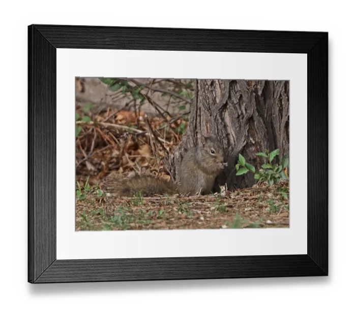 Framed Print : Pere David's Rock Squirrel (Sciurotamias davidianus) adult, feeding, sitting on ground at base of tree, Hebei, China, may
