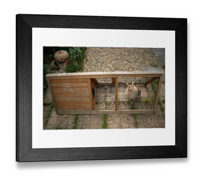 Framed Print : Domestic Rabbit, adult, in garden run, England, july Framed Print : Domestic Rabbit, adult, in garden run, England, july