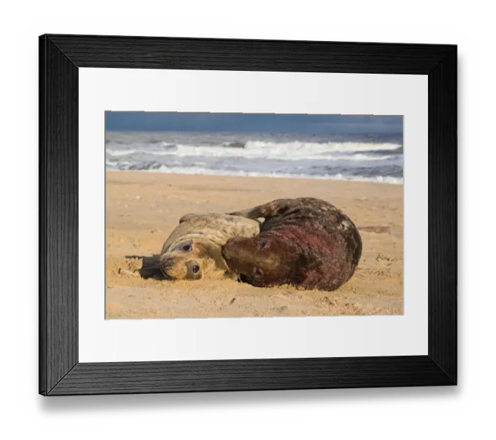 Framed Print : Grey Seal (Halichoerus grypus) adult pair, male covered with blood, mating on beach, Norfolk, England, november Framed Print : Grey Seal (Halichoerus grypus) adult pair, male covered with blood, mating on beach, Norfolk, England, november