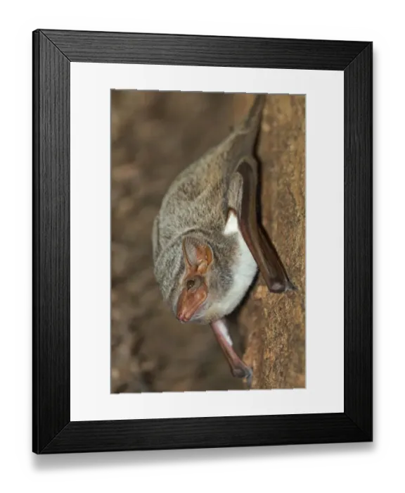 Framed Print : Mauritian Tomb Bat (Taphozous mauritianus) adult, roosting in dry deciduous forest, Ankarafantsika N. P. Northwest Madagascar, july Framed Print : Mauritian Tomb Bat (Taphozous mauritianus) adult, roosting in dry deciduous forest, Ankarafantsika N. P. Northwest Madagascar, july