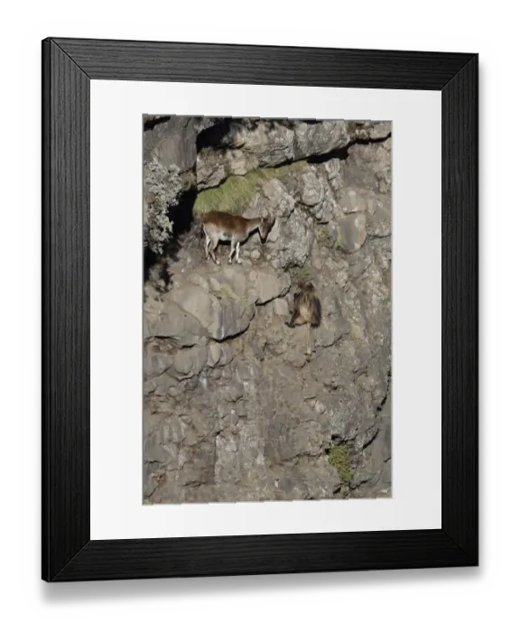 Framed Print : Walia Ibex (Capra walie) adult female, with Gelada (Therophitecus gelada) adult, on steep cliff, Simien Mountains, Ethiopia Framed Print : Walia Ibex (Capra walie) adult female, with Gelada (Therophitecus gelada) adult, on steep cliff, Simien Mountains, Ethiopia