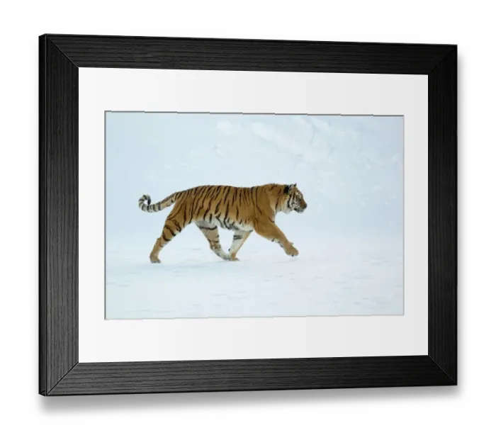 Framed Print : Siberian Tiger (Panthera tigris altaica) adult, walking in snow, winter (captive) Framed Print : Siberian Tiger (Panthera tigris altaica) adult, walking in snow, winter (captive)