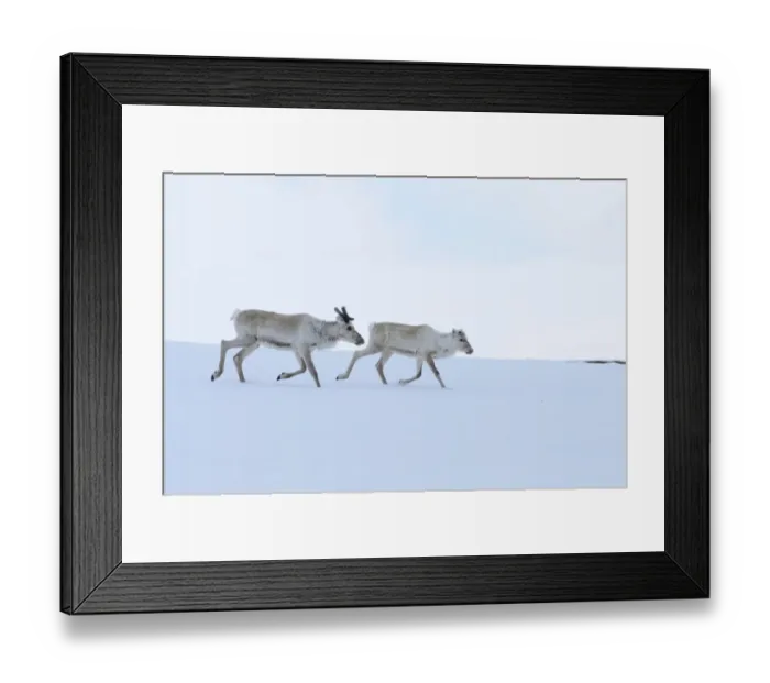Framed Print : Reindeer (Rangifer tarandus) adult and young, running on snow, Finland, june Framed Print : Reindeer (Rangifer tarandus) adult and young, running on snow, Finland, june