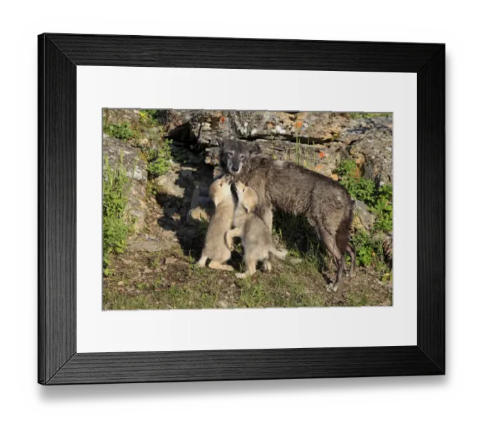 Framed Print : Timber Wolf (Canis lupus) adult female with eight-week old cubs, begging for food, Montana, U. S. A. june (captive) Framed Print : Timber Wolf (Canis lupus) adult female with eight-week old cubs, begging for food, Montana, U. S. A. june (captive)
