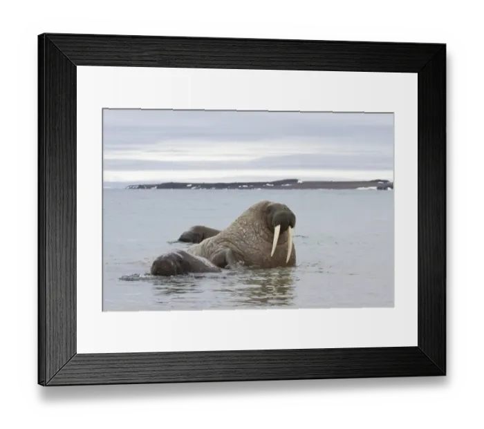 Framed Print : Atlantic Walrus (Odobenus rosmarus rosmarus) three adults, in water on shoreline, Spitzbergen, Svalbard, july Framed Print : Atlantic Walrus (Odobenus rosmarus rosmarus) three adults, in water on shoreline, Spitzbergen, Svalbard, july