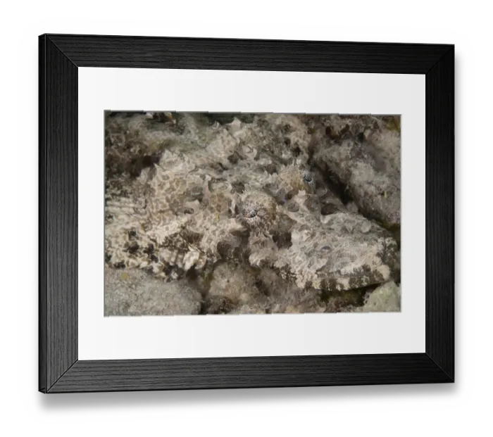 Framed Print : Beaufort's Crocodilefish (Cymbacephalus beauforti) adult, close-up of head, Kapalai Island, Sabah, Borneo, Malaysia Framed Print : Beaufort's Crocodilefish (Cymbacephalus beauforti) adult, close-up of head, Kapalai Island, Sabah, Borneo, Malaysia