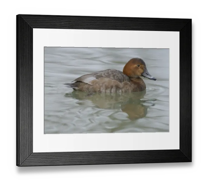 Framed Print : Common Pochard (Aythya ferina) adult female, swimming, Italy, january Framed Print : Common Pochard (Aythya ferina) adult female, swimming, Italy, january