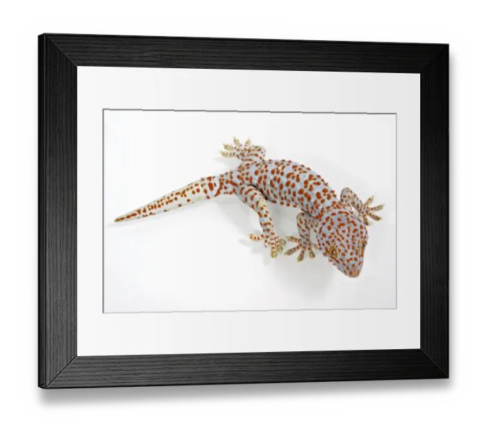 Framed Print : Tokay Gecko (Gecko gecko) adult Framed Print : Tokay Gecko (Gecko gecko) adult