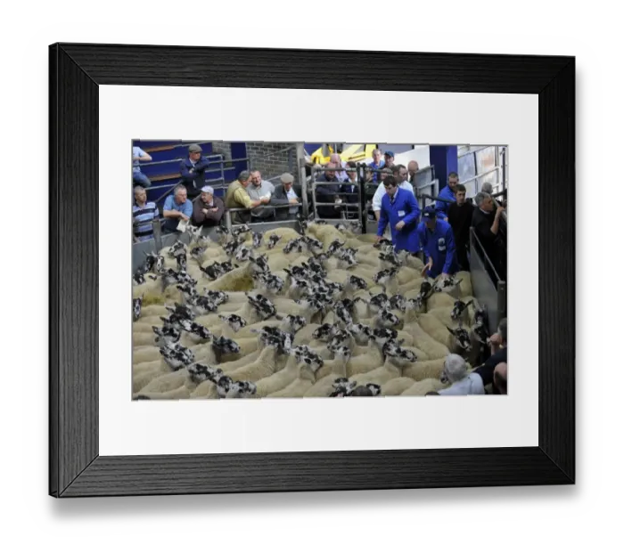 Framed Print : Domestic Sheep, mule flock, going through auction market ring, Borderway Mart, Carlisle, Cumbria, England, august Framed Print : Domestic Sheep, mule flock, going through auction market ring, Borderway Mart, Carlisle, Cumbria, England, august