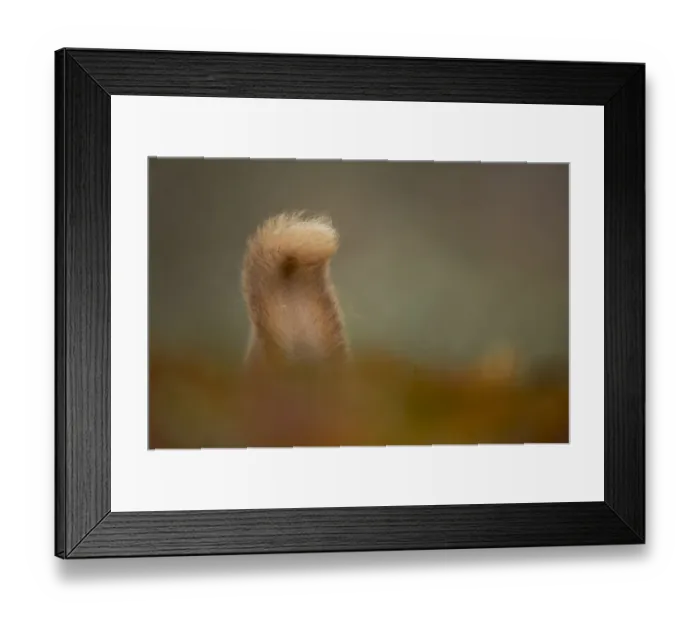 Framed Print : Eurasian Red Squirrel (Sciurus vulgaris) adult, rear view of tail, Cairngorm N. P. Highlands, Scotland, march Framed Print : Eurasian Red Squirrel (Sciurus vulgaris) adult, rear view of tail, Cairngorm N. P. Highlands, Scotland, march