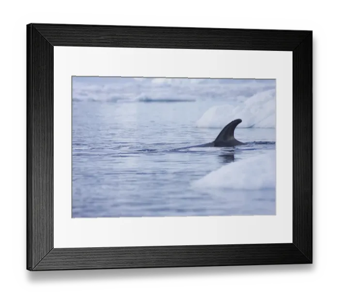 Framed Print : Antarctic Minke Whale (Balaenoptera bonaerensis) adult, surfacing amongst ice floes, Neko Harbour, Antarctic Peninsula, Antarctica Framed Print : Antarctic Minke Whale (Balaenoptera bonaerensis) adult, surfacing amongst ice floes, Neko Harbour, Antarctic Peninsula, Antarctica